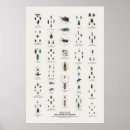 Zoek naar kever posters Wildlife