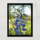 Recherche de symbole du texas posters Bleu