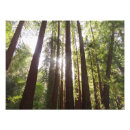 Recherche de forêt de séquoia posters Arbres