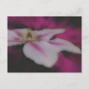Recherche de clematis cartes postales Printemps