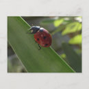Recherche de coccinelle colorée cartes postales Pour tous