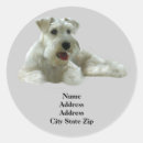 Recherche de chien schnauzer miniature autocollants Terrier