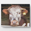 Recherche de vaches plaques Mignon