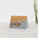 Zoek naar eendjes briefkaarten Dier