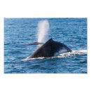 Recherche de queue de baleine posters Nature
