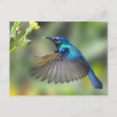 Recherche de colibri bleu cartes postales Animal