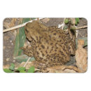 Recherche de crapaud magnets Nature