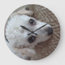 Recherche de chien de caniche horloges Blanc