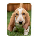 Zoek naar basset hond magneten Puppy