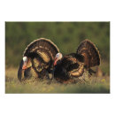 Recherche de faune posters Comportement