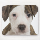 Recherche de chien pitbull tapis souris Animal
