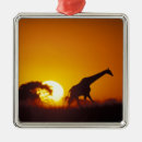 Zoek naar botswana ornamenten Okavangodelta