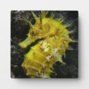 Recherche de hippocampe plaques Sable