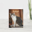 Recherche de image mignonne de chat vœux cartes Pour tous