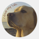 Recherche de labradors autocollants Animaux
