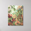 Zoek naar vintage botanische kunst Ernst haeckel