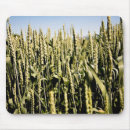 Recherche de blé tapis souris Agriculture