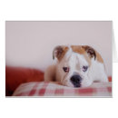 Recherche de bouledogue cartes postales Animaux de bébé