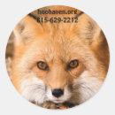 Recherche de fox autocollants Faune
