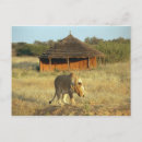 Recherche de lionesse cartes postales Safari