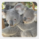 Recherche de koala australien autocollants Animal