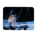 Recherche de loup gris magnets Faune