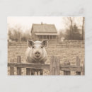 Zoek naar varken briefkaarten Vintage