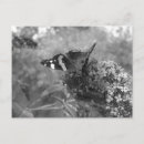 Recherche de papillon noir blanc cartes postales Fleur