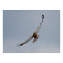 Recherche de faucon de harris posters Oiseau