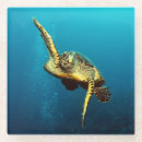 Recherche de tortues dessous de verres Sous la mer