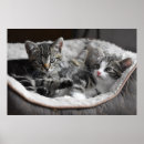 Zoek naar binnenlandse kat posters Katten