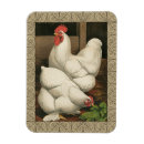 Recherche de poules magnets Poulet