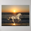Zoek naar paarden strand posters Rennen