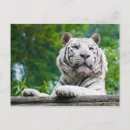 Recherche de tigre blanc cartes postales animaux