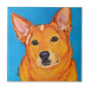 Recherche de bétail carreaux Chien de bétail