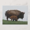 Recherche de bison de buffle posters Veau