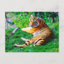 Recherche de chats tigrés cartes postales Jungle