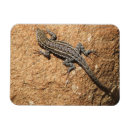 Recherche de lézard magnets Photographie