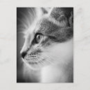Recherche de visage noir blanc chat cartes postales Chaton