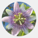 Recherche de fleur passion autocollants Violet