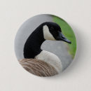 Recherche de oies badges Sauvagine