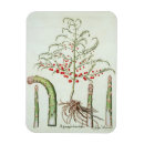 Recherche de fruit magnete Plantes