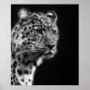 Recherche de animal panthère noire posters Pour tous