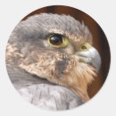 Recherche de faucons autocollants Oiseau de proie