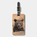 Recherche de ours gris accessoires Dehors