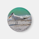 Recherche de sternes Oiseaux