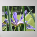 Zoek naar vijvers posters Bloem