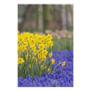 Zoek naar keukenhof posters Ontwerp