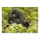 Recherche de beringei Rwanda