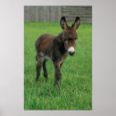 Zoek naar esel posters Portret